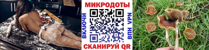 Псилоцибиновые грибы Cubensis  Чернушка 